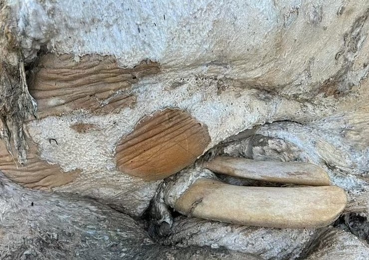 морское существо останки