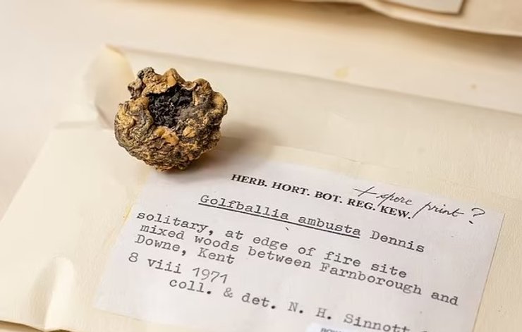 Экспонаты до сих пор находятся в коллекции