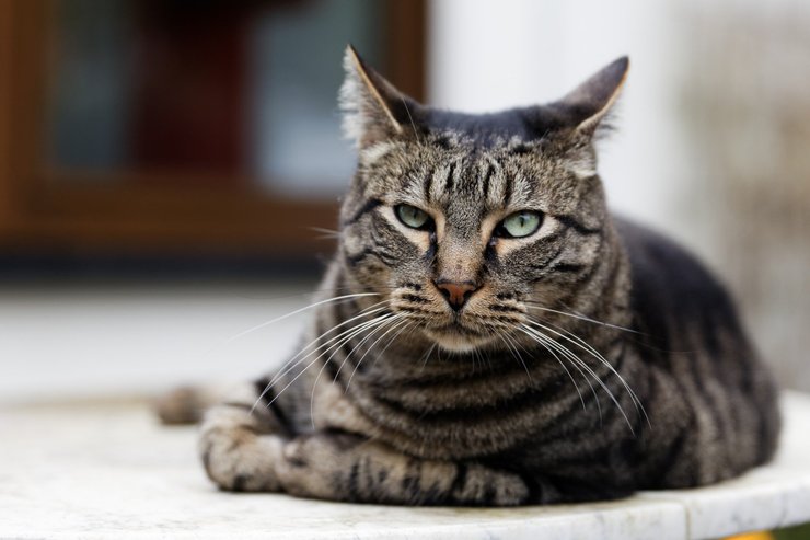 Китайская ли хуа мао и ее необычный окрас