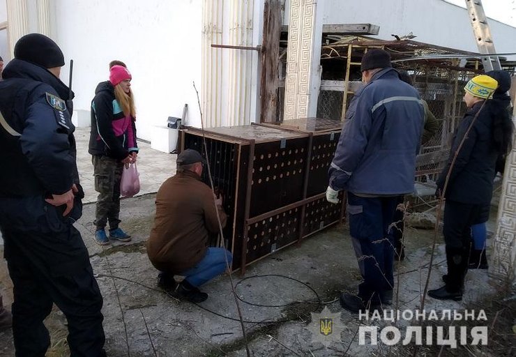 тигры, киев, беспризорные тигры, фото