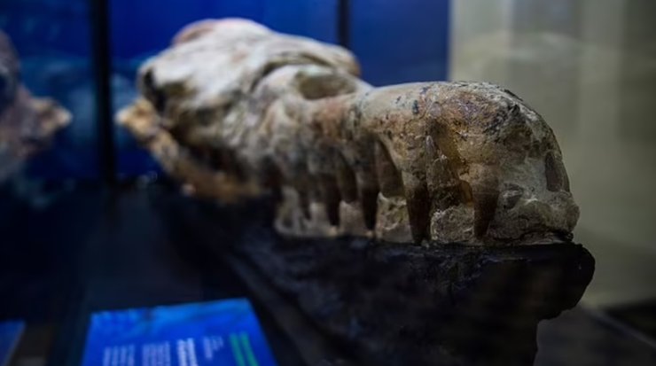 Череп, базилозавр