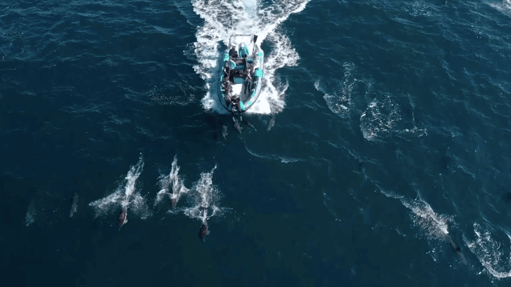 дельфины оплакивают мертвых, дельфины устраивают похороны, дельфины похороны, есть ли у дельфинов,  дельфины интересные факты, поведение дельфинов, чувства дельфинов