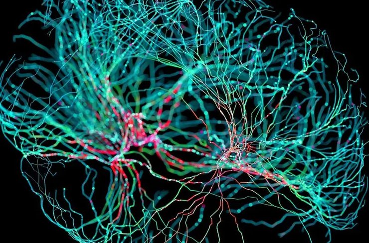 мозг нейроны