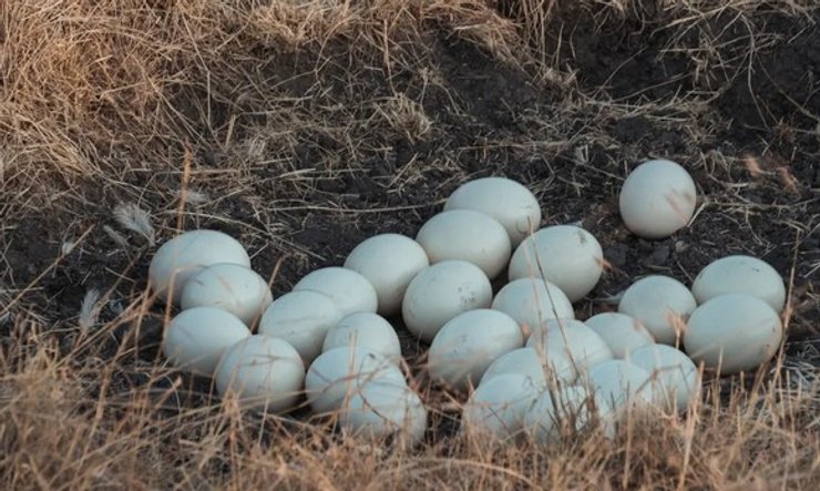 страусиные яйца