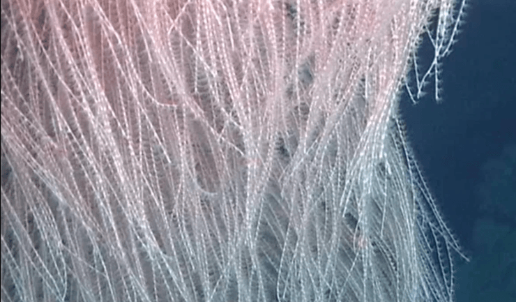 корал Чубакка Гавайські острови