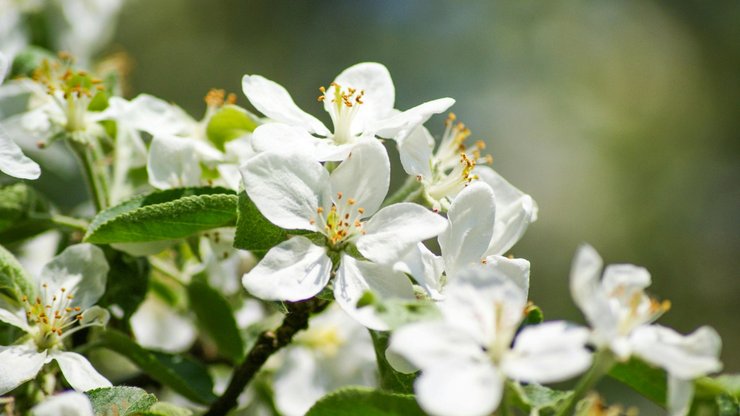 За поганої погоди бджоли не літають активно, через що запилення не відбувається, і це позначається на врожаї