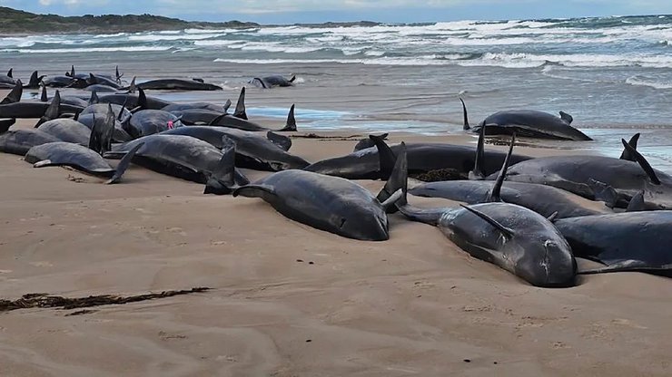 Косатки массово выбросились на берег