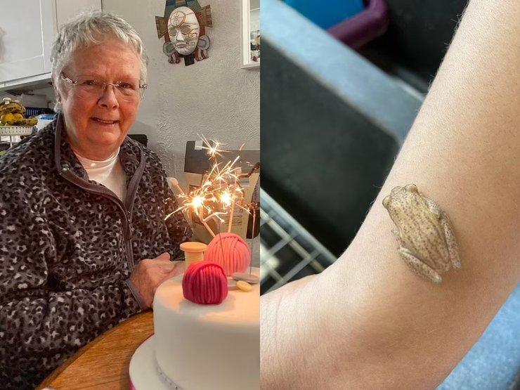 Жінка, жаба, торт, земноводне, рука, пенсіонерка