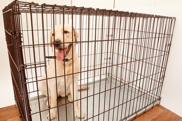 бомбоубежище, укрытие, российская агрессия, действия во время тревоги, животные,