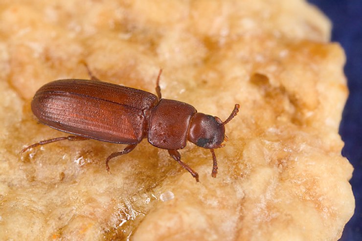 Жук, Tribolium castaneum
