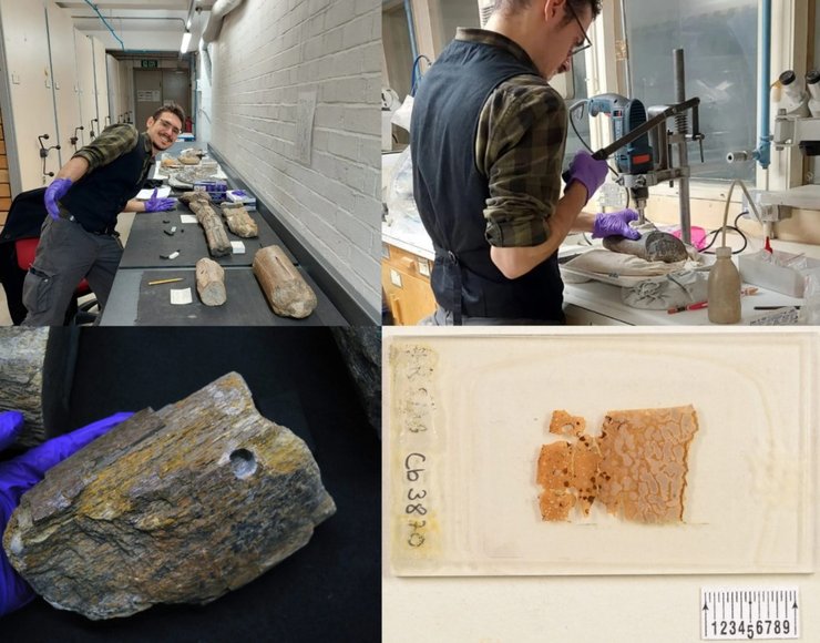 кости ихтиозавр