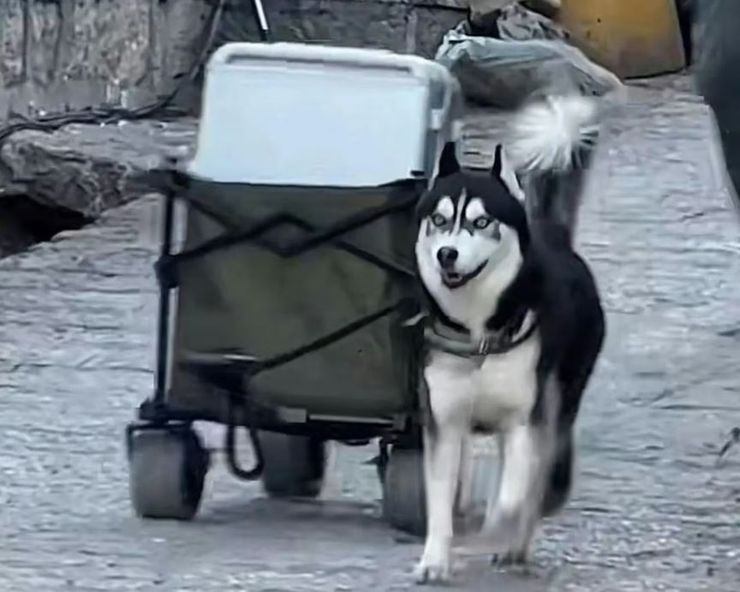 Собака навчився носити багаж гостей одного з готелів у Китаї й став зіркою соціальних мереж, курйози