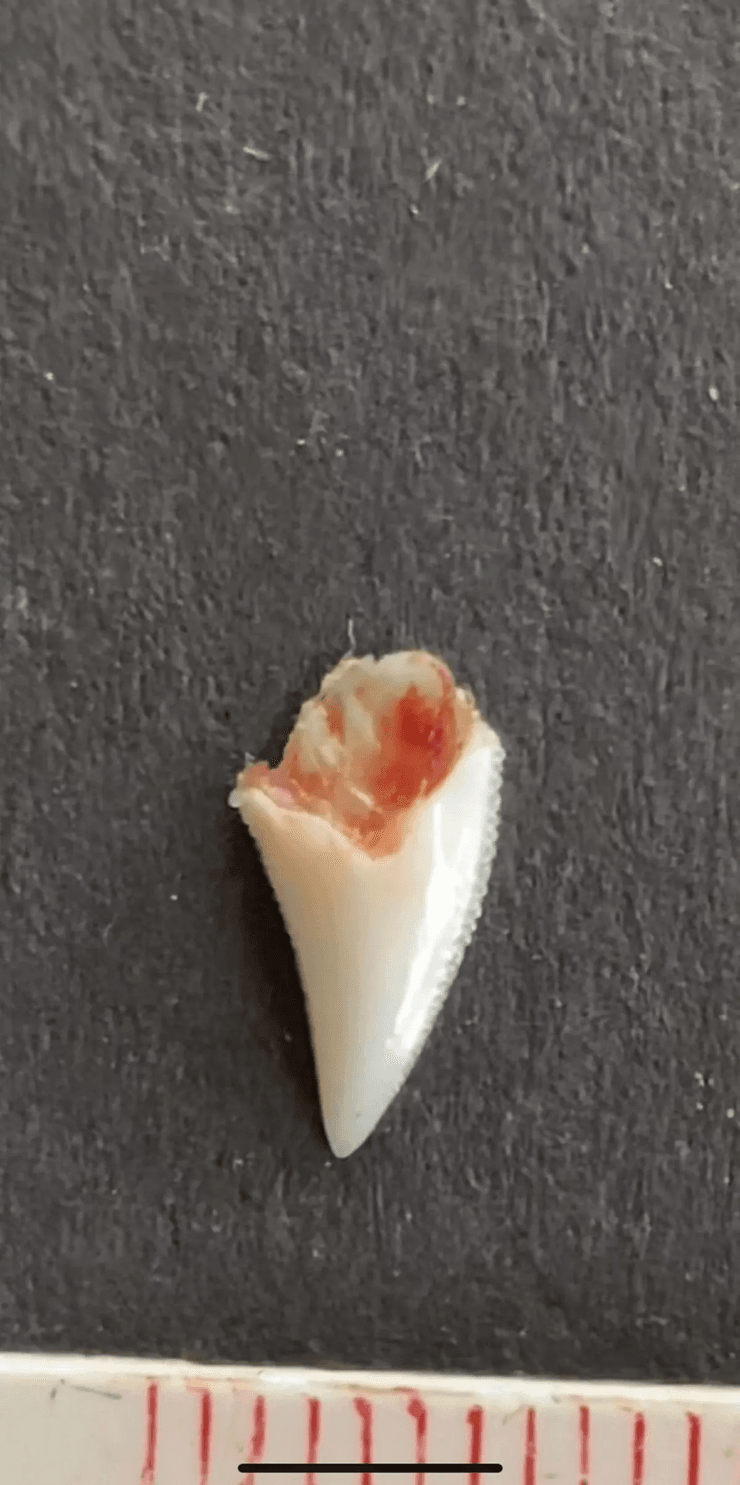 Ангус Кокотт сделал себе на память серьги из зубов акулы