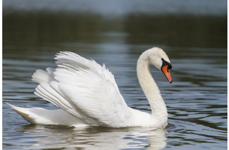 Лебідь-шипун