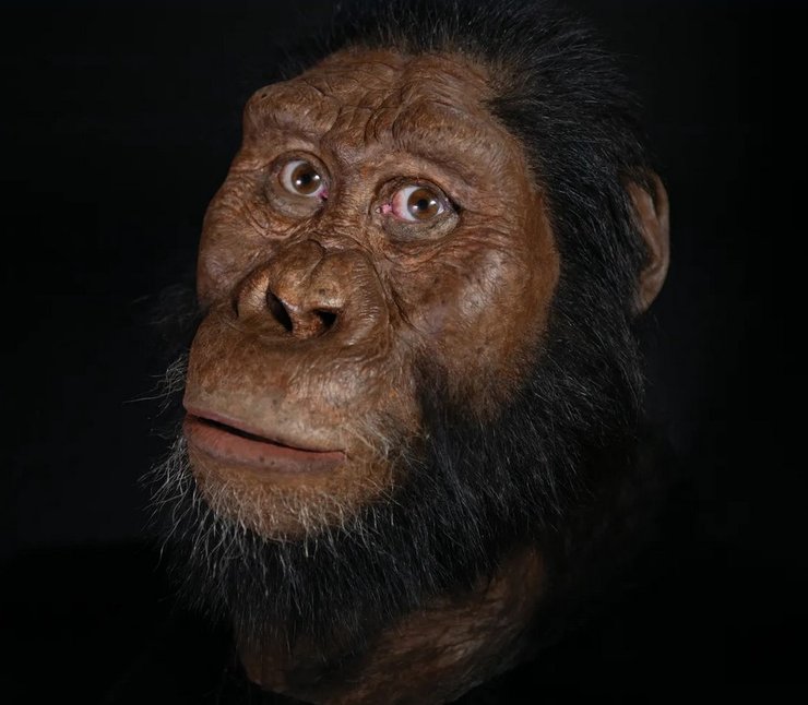 анамский австралопитек лицо