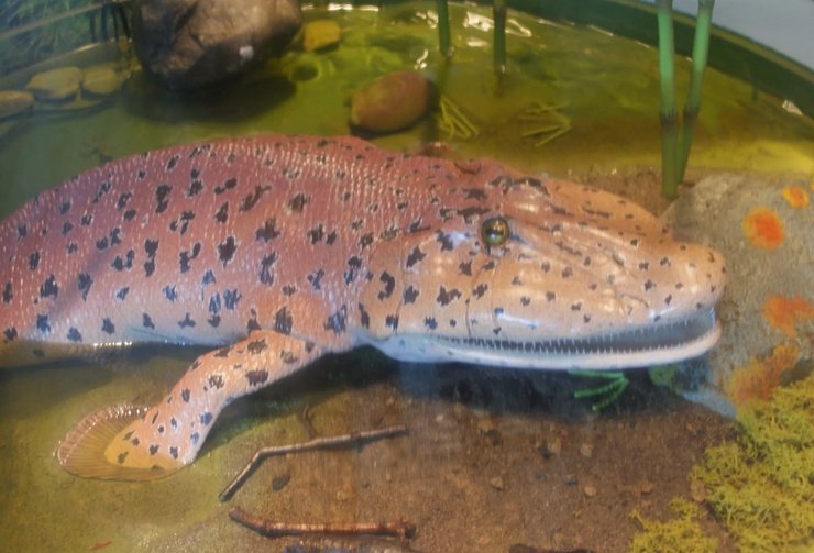 древние животные Tiktaalik roseae