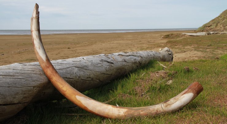 Бивні мамонта, знайдені у вічній мерзлоті в Сибіру / Усі фото: Instagram arcticdalen