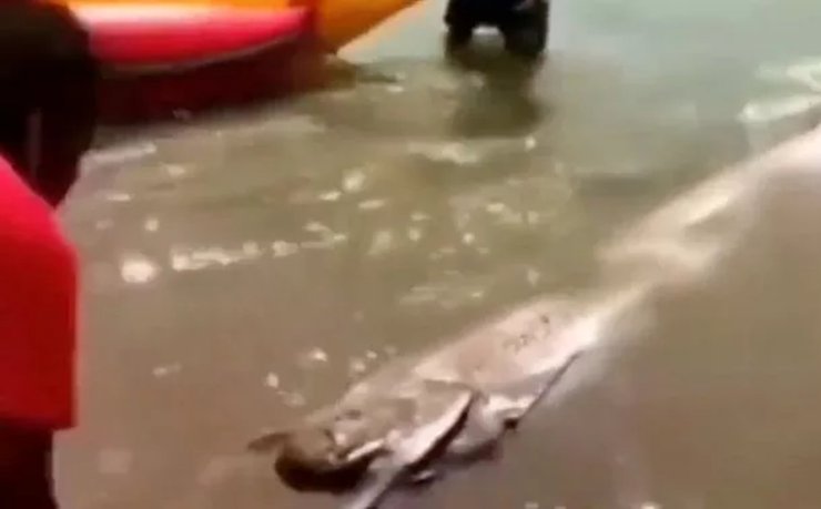 Гигантская рыба, Сельдяной король, рыба-весло, рыба, гигантская рыба, рыбу выбросило на пляж, выбросило на берег,