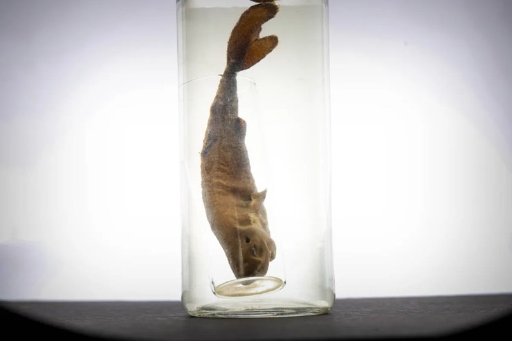 акула в банке