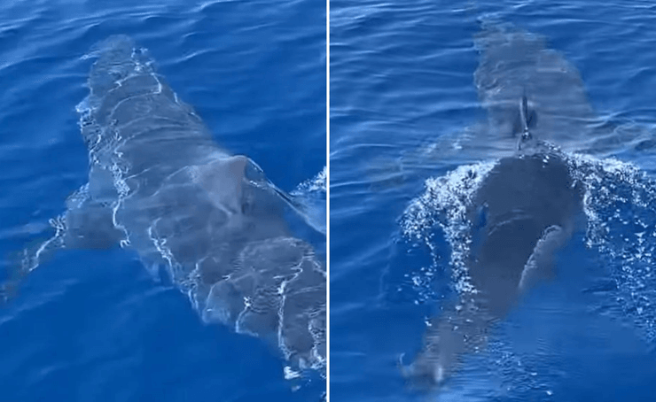 Акула, морской хищник, хищник, рыба, акула-мако, самая быстрая в мире акула, лодка, море, корабль, Греция