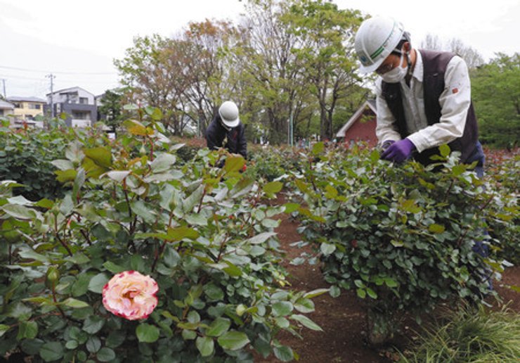 япония, обрезка цветов, розы