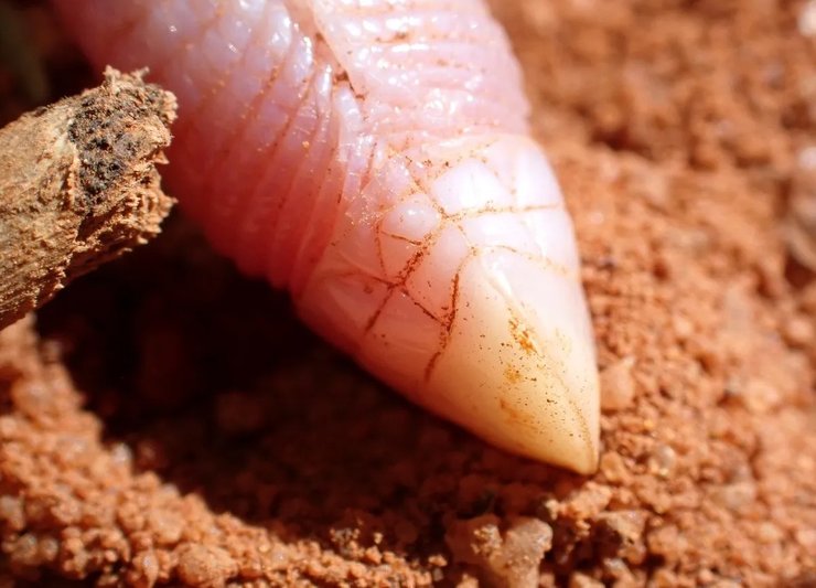 ящірка черв'як голова