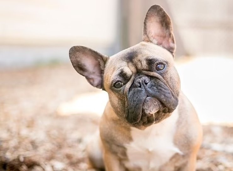 Выбор корма зависит от размера породы, возраста, уровня активности и индивидуальных диетических потребностей животного