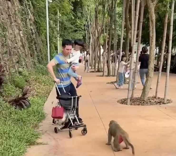 Мавпи вкрали візок у батька, Тайвань, цікаві історії, курйози, дивні випадки з життя