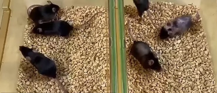 щури старіння життя