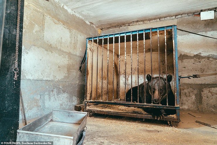Медведь Джамболина в неволе