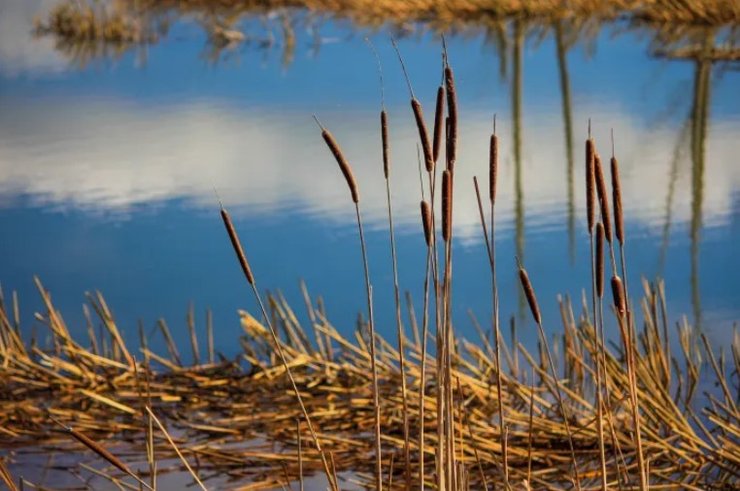 бульби, рогіз, очерети, дієта, палеоліт, печерні люди, первісні люди, доісторичні люди, печерні люди, історія їжі, історія людства, що їли первісні люди
