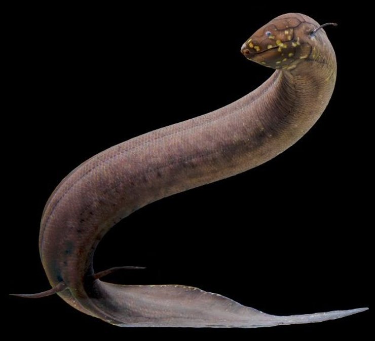 південноамериканська двоякодишна риба