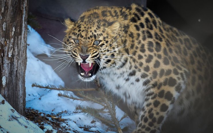 фото, леопард