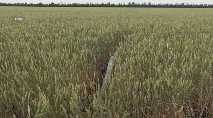 фото рослинності на дні Каховського водосховища