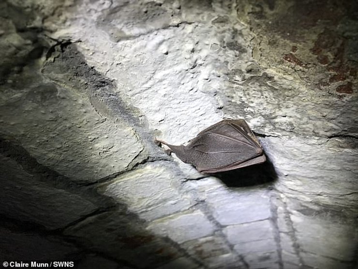 Летучая мышь