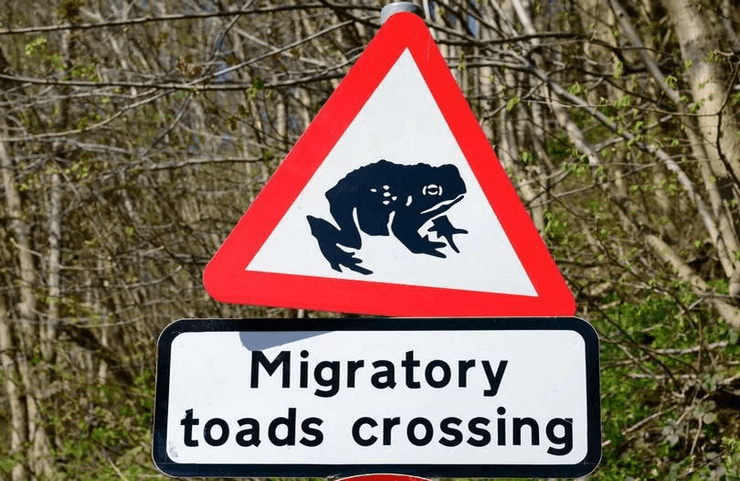 Жаба на дороге, дорога, перекрытая дорога, дорогу перекрыли на 6 недель, дорожный знак, миграция жаб, амфибии, трасса,