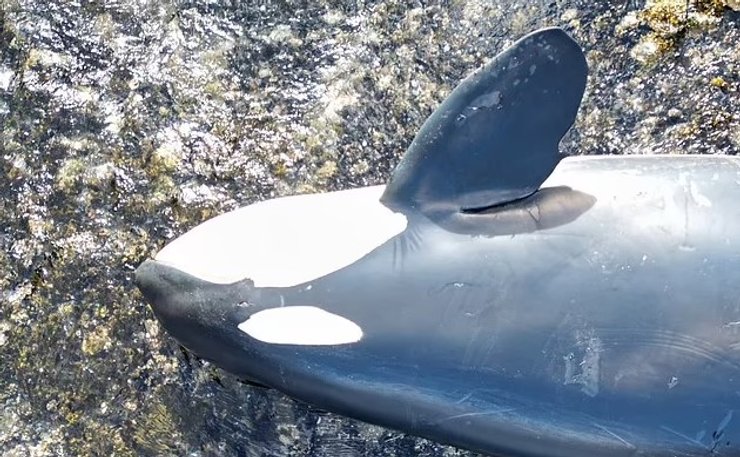 канада косатка смерть