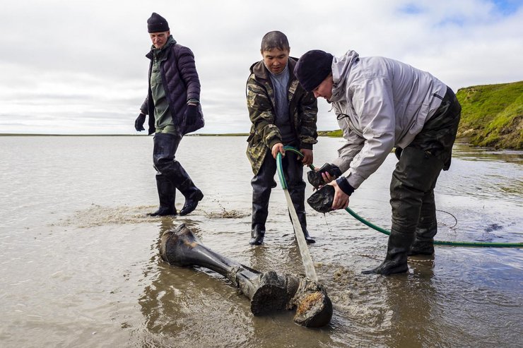 ямал, мамонт, скелет, тадибе