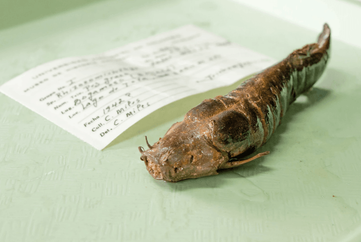 Жирний сом, Колумбія