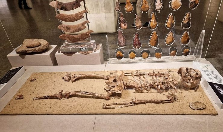 скелет, останки, древній Єгипет, древній єгиптянин