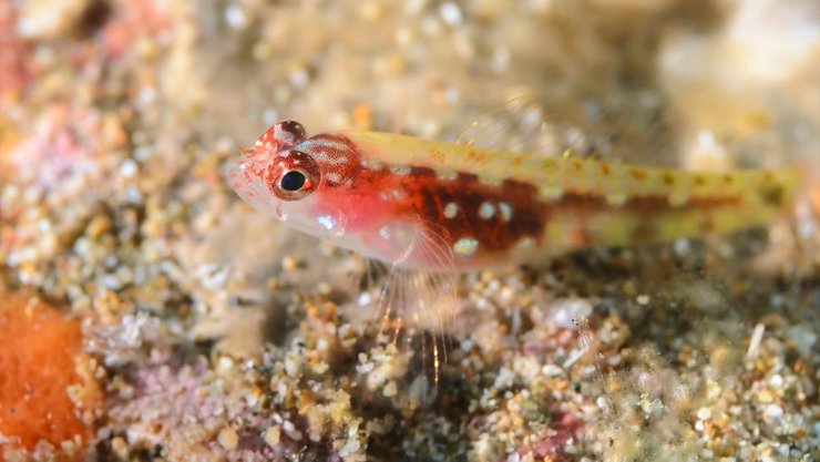 рыба, Eviota sigillata