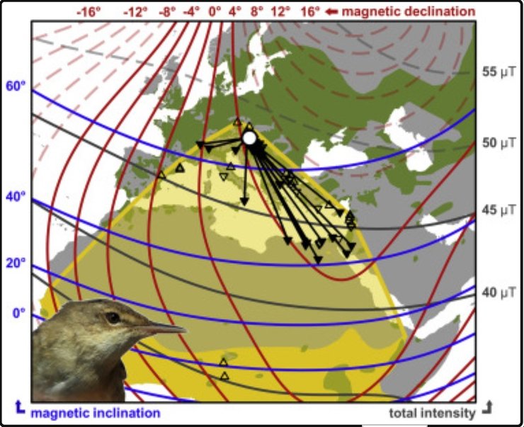 птиці, міграція, перелітні птахи, магнітні поля