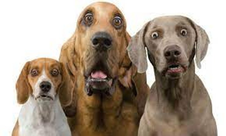 Собаки, удивление