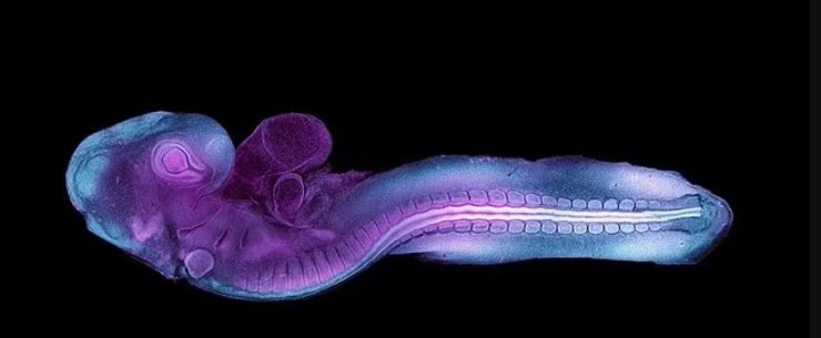 эмбрион перепел птица