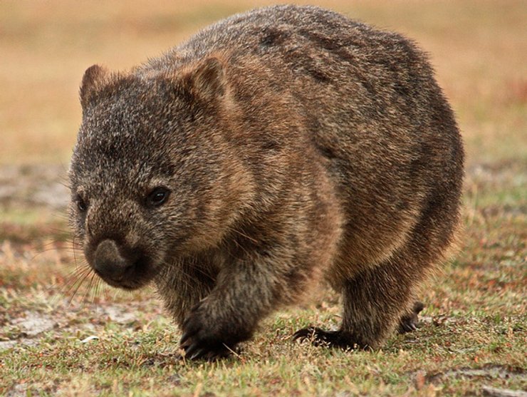 Шерстоносый вомбат