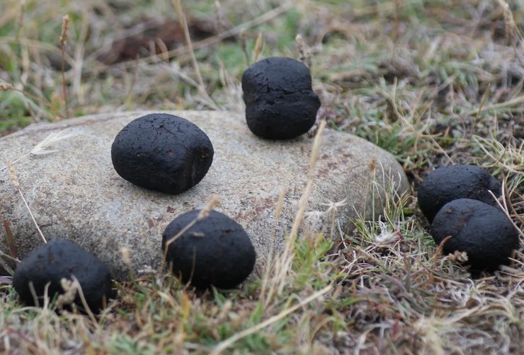 помет вомбата