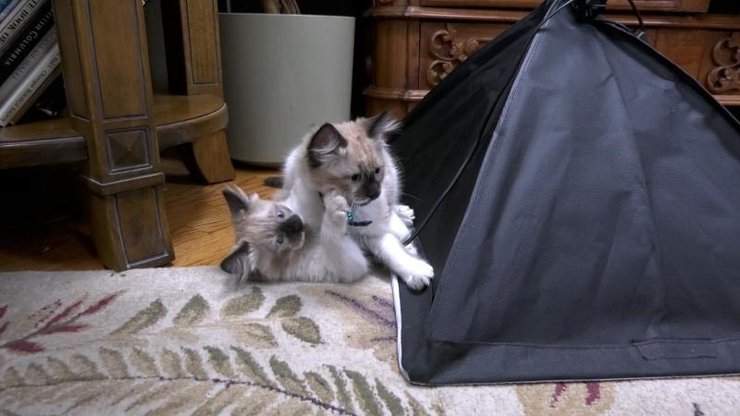 Жительница Канады клонировала кота, клонирование кота, домашнее животное, компания по клонированию, животные, ДНК, погиб в аварии, котята