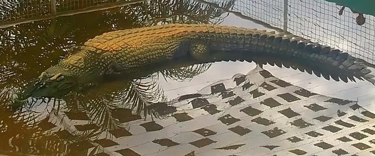 крокодил лолонг