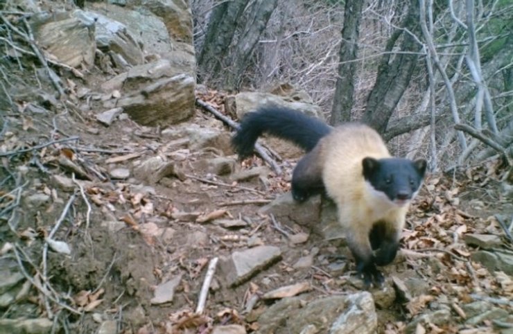 желтогорлая куница