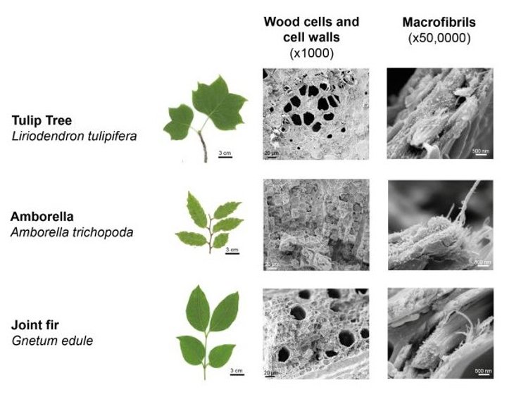 деревья внутренняя структура